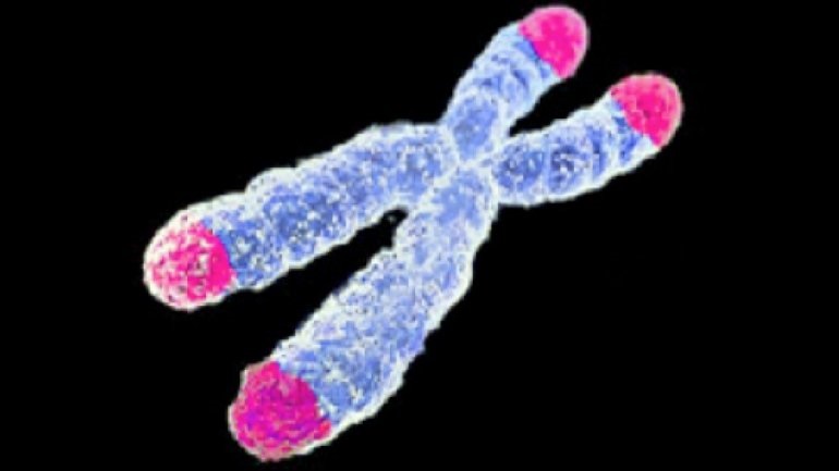 Κυτταρική γήρανση: Αποσαφηνίστηκε ένα βασικό παράδοξο